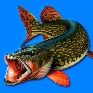 Ловля щук в октябре на блесну.