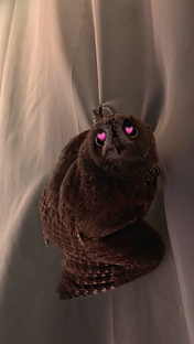 Сплюшка 🥱🦉