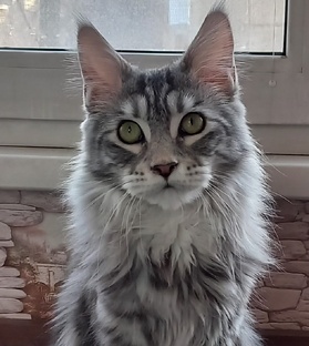 Мои домашние питомцы