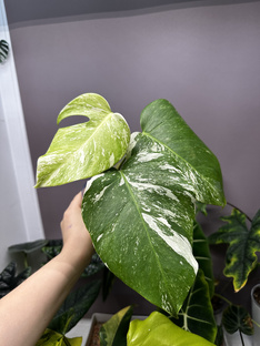 Ароидные 🌿