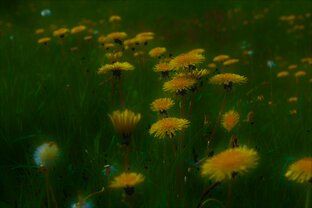 Полевые цветы и не только цветы.....