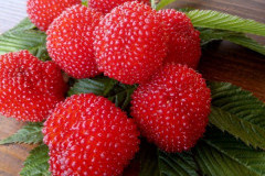 Выращивание клубники и малины