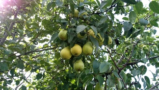 Сорта груш для Урала 