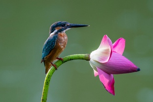 Природа и животные