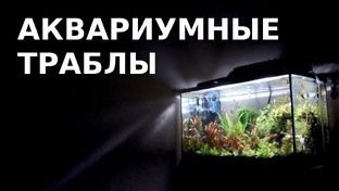 Проблемы с аквариумом