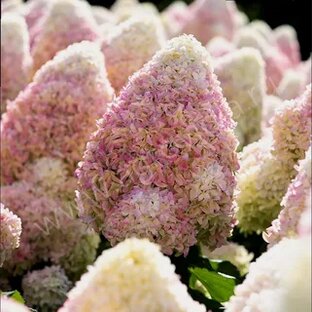 Восхитительные гортензии...