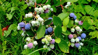 Ягодные кустарники