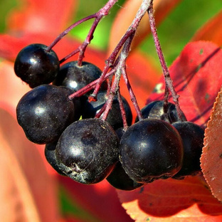 Чёрная рябина самогон