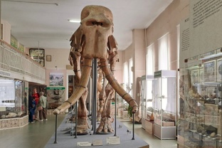 Ставрополь- родина слонов