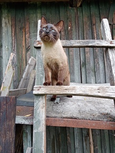 Кот Степан любуется на птичек😀