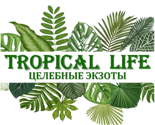 Пилотный проект «Tropical Life - Целебные Экзоты»