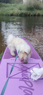 сплавы с животными