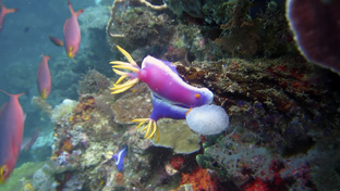 Голожаберные моллюски и плоские черви