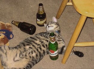 Смешные ролики