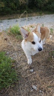 Записки начинающего собачника