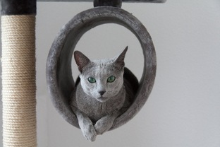 Полезная информация про кошек