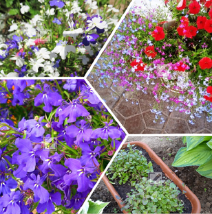 Лобелия от посева до цветения