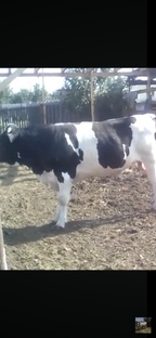 Быки откормить 2020