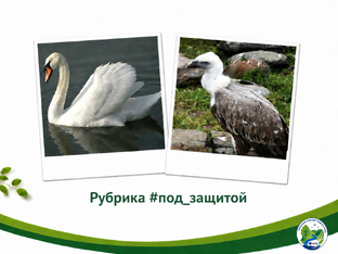 Под защитой 