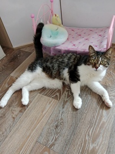 Мурзик и Ко