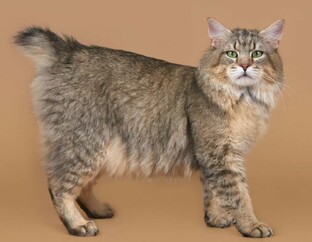 Породы бывают разные