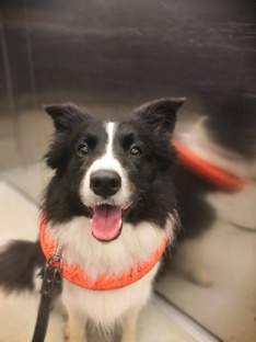 Факты о собаках 