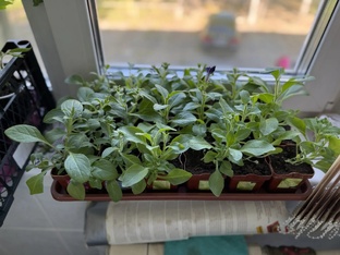  🌱Рассадные хлопоты 
