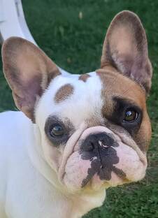 гуляем с собачкой 