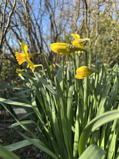 Наш двор и сад