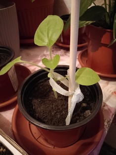 Мой сад-огород