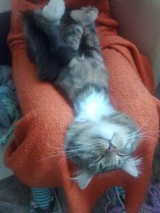 ЛЮБИМКИ😺