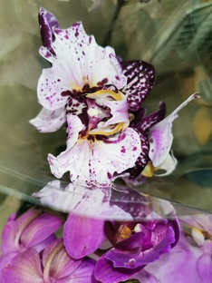 Обзоры привозов орхидей 