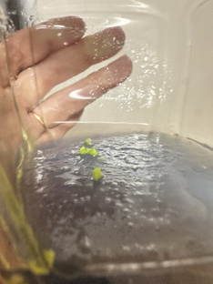 Посев семян орхидеи, наблюдаем рост семян  от протокормов до деток орхидеи