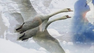 Лебединая песня