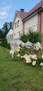 Гортензии в нашем саду