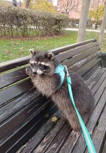 Дружу с енотами🦝