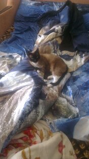 Вы живы - пока вас помнят