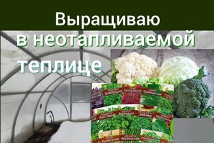 Ранние посадки в теплицу
