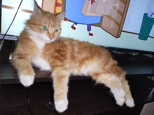 О наших домашних животных.