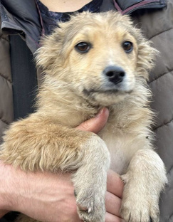 Забавные шалости