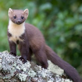 Куница: хищник теней, которого недооценили