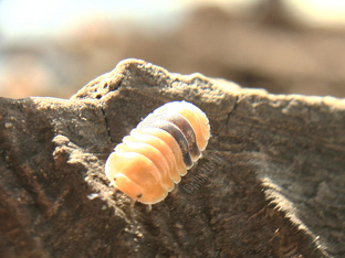 Cubaris sp. {Amber Ducky}