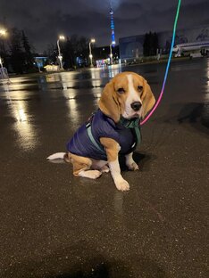 Шелдон Палканович