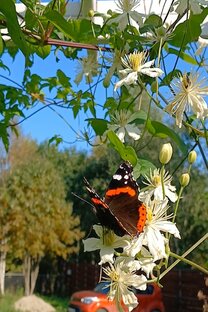 Зарисовки природы