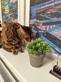Кошка Ева