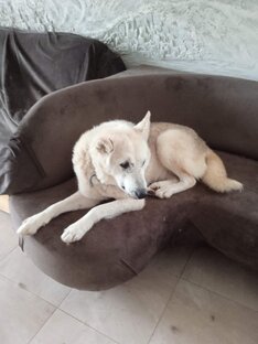 Верные друзья