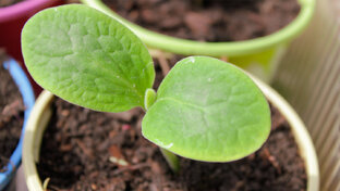 Экзотические растения