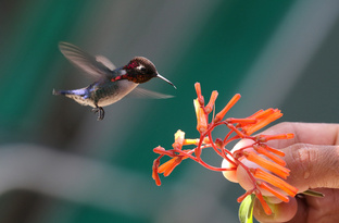 Про животных