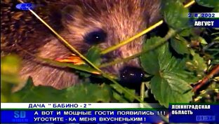 Dомашнее ВИДЕО