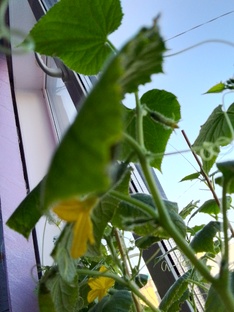 Деревенские заботы🐓🌾